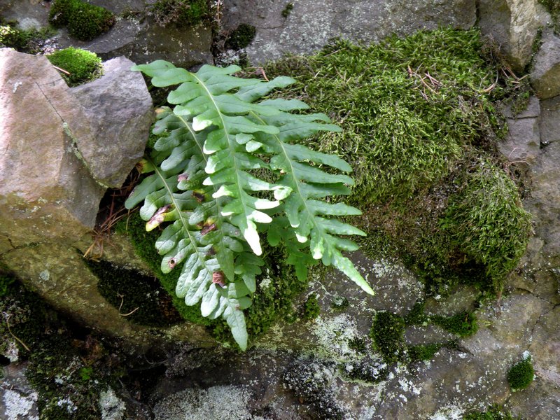 Polypodium vulgare